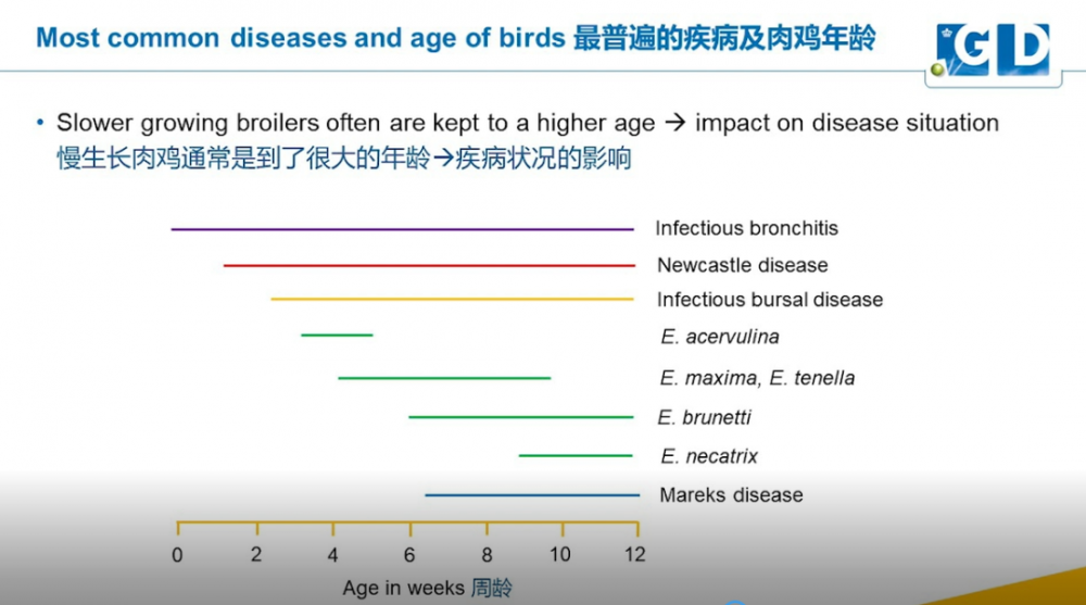 慢速型肉鸡市场迎来大发展，该如何应对其疾病挑战？