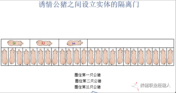 标准化作业流程：母猪查情