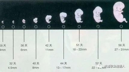 生产上如何提高受精卵的着床率？