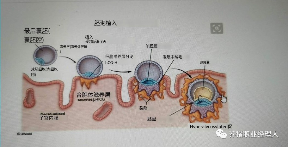 生产上如何提高受精卵的着床率？