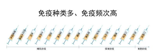 育肥猪一生要打15针？联合免疫可减少至4针，疫病防控事半功倍