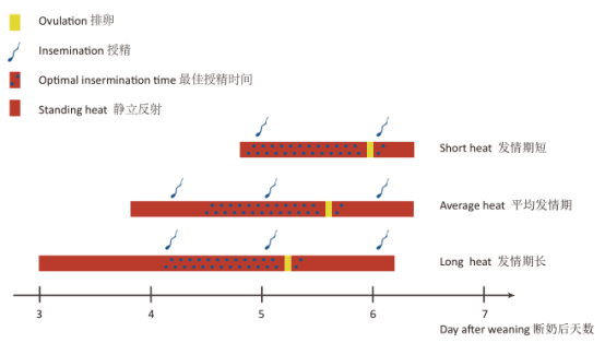 配种管理五：不同环境下母猪的授精