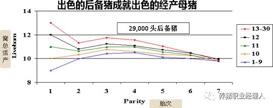 后备母猪培育及饲养管理规程