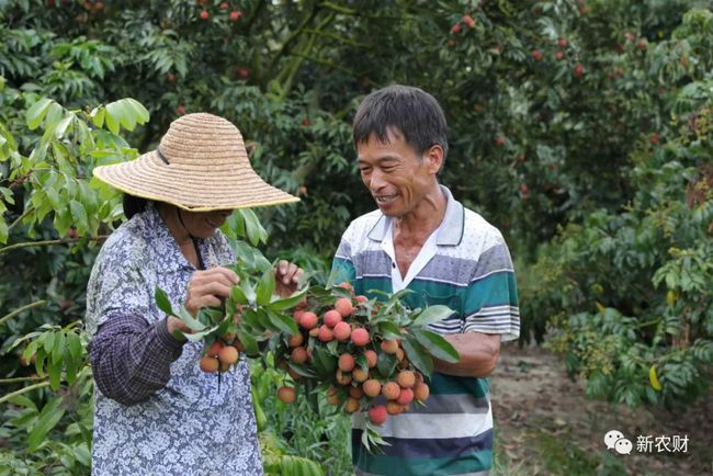 脑洞大开：养猪和种荔枝哪个更赚钱？北大才子竟这样说