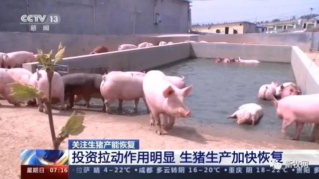 49元/公斤，猪肉价格首次同比下降！农业农村部官员：生猪生产恢复形势好于预期