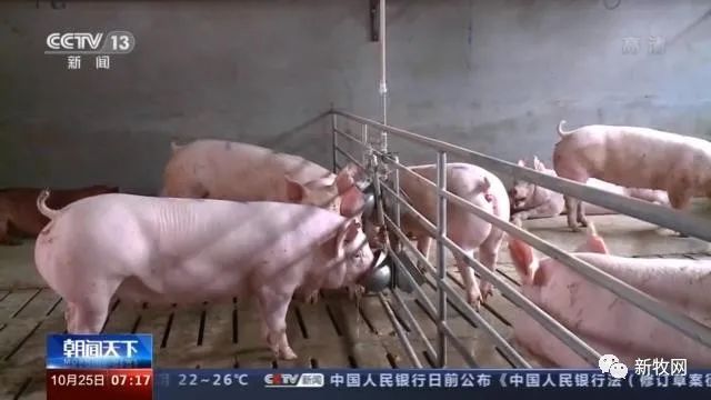 49元/公斤，猪肉价格首次同比下降！农业农村部官员：生猪生产恢复形势好于预期