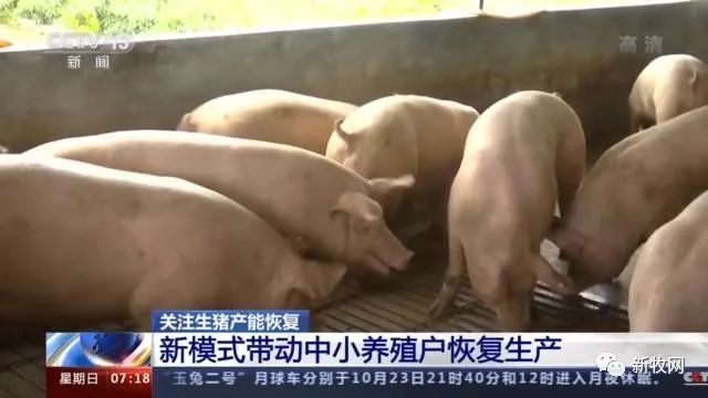 49元/公斤，猪肉价格首次同比下降！农业农村部官员：生猪生产恢复形势好于预期