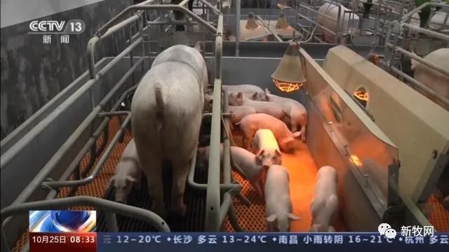 49元/公斤，猪肉价格首次同比下降！农业农村部官员：生猪生产恢复形势好于预期