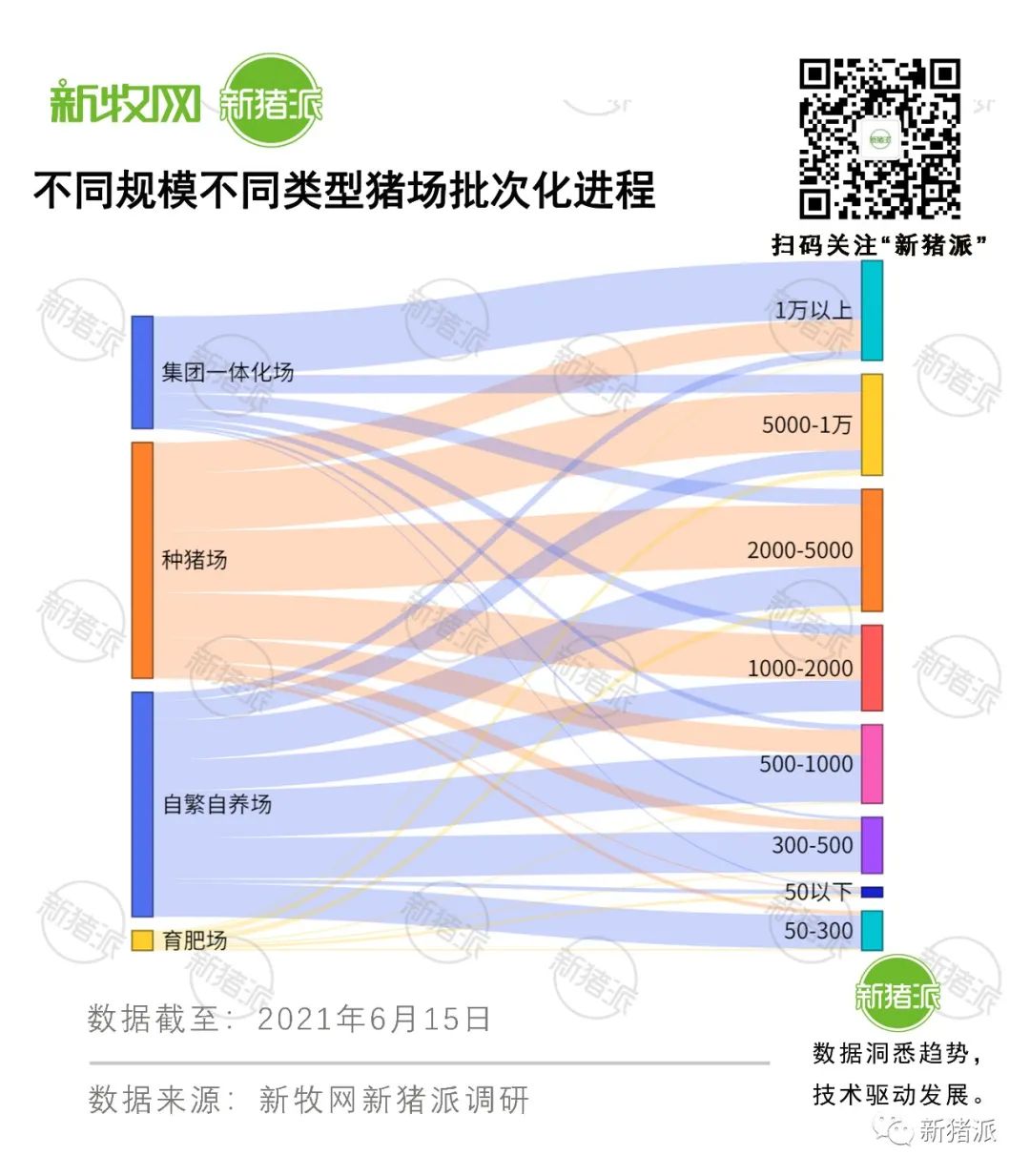 全国732家猪场调研发现，57%的猪场开展批次化后都遇到这个问题