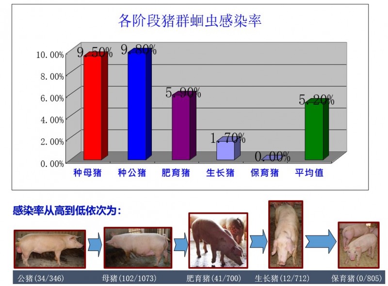 翁亚彪：猪场增效降本突破口，解决偷走利润的寄生虫病