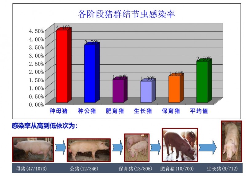 翁亚彪：猪场增效降本突破口，解决偷走利润的寄生虫病