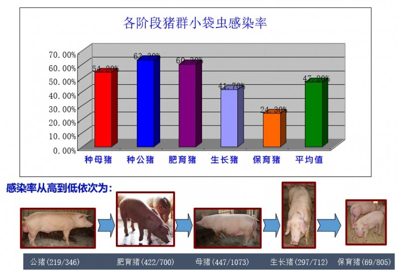 翁亚彪：猪场增效降本突破口，解决偷走利润的寄生虫病