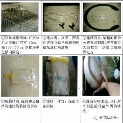 使用袋装精液悬挂式输精效果好