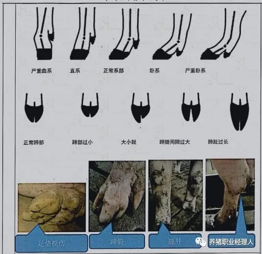 后备母猪选种、引种、隔离及适应措施