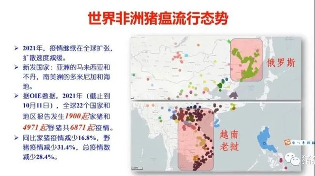 权威解读||当前非洲猪瘟流行状况与防控措施