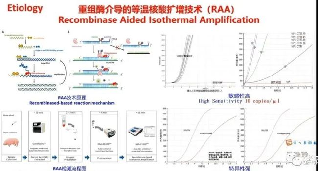 权威解读||当前非洲猪瘟流行状况与防控措施