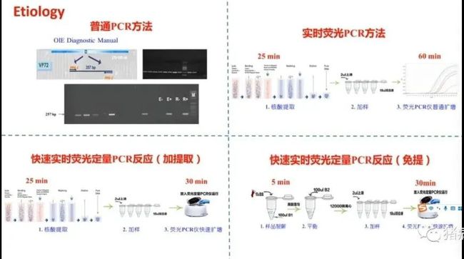 权威解读||当前非洲猪瘟流行状况与防控措施