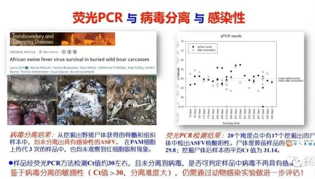 权威解读||当前非洲猪瘟流行状况与防控措施