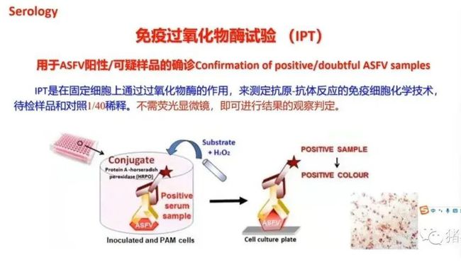 权威解读||当前非洲猪瘟流行状况与防控措施