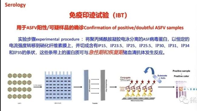 权威解读||当前非洲猪瘟流行状况与防控措施