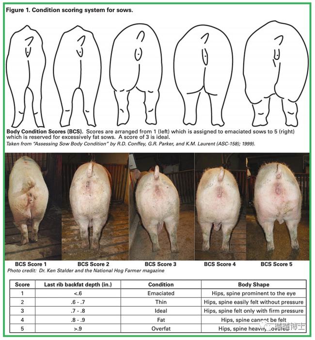 后备母猪体重管理，非常有技巧
