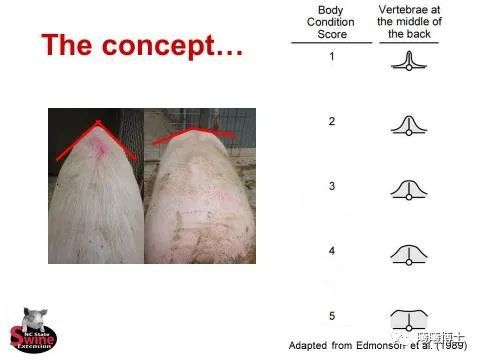 后备母猪体重管理，非常有技巧