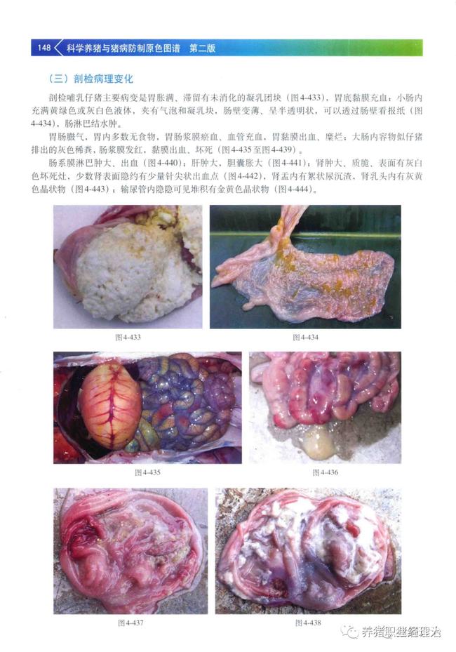 猪流行性腹泻的诊断与防治