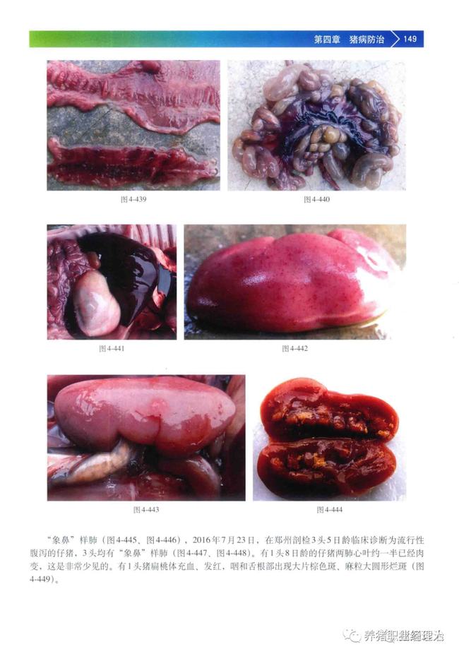 猪流行性腹泻的诊断与防治