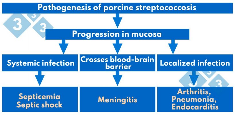 图1：猪链球菌病的发病机制。