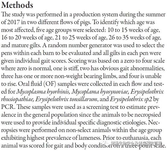 不同周龄组后备母猪跛行发生率及原因调查