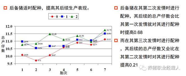 集团公司的后备母猪是如何管理的？